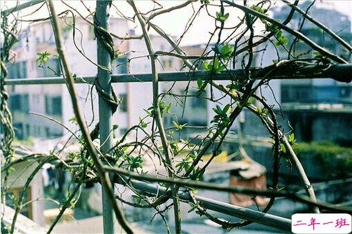 一见倾心的唯美心情说说 时光和成长教会我们的说说2