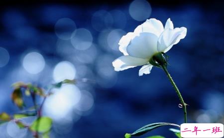 微信说说一个人心情短语精选:感情这事我不愿将就2