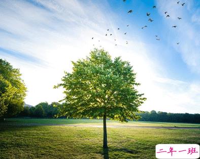 植树节的简短文字手抄报文案配图 2021微信植树节说说带图片5