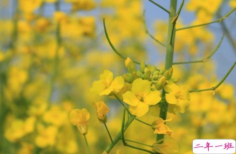 关于油菜花的说说简短带图片 2021晒油菜花自拍的短句8