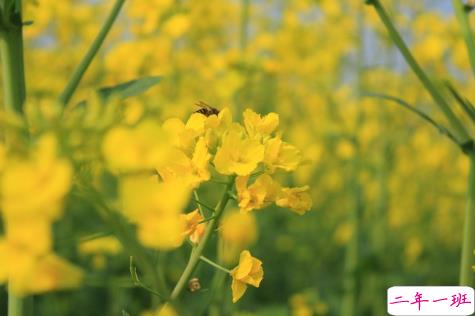 关于油菜花的说说简短带图片 2021晒油菜花自拍的短句9