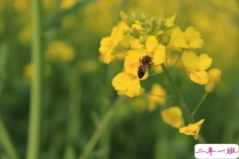 关于油菜花的说说简短带图片 2021晒油菜花自拍的短句10