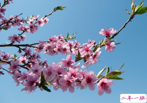 春天桃花开的唯美句子配图 朋友圈晒桃花开了句子20214