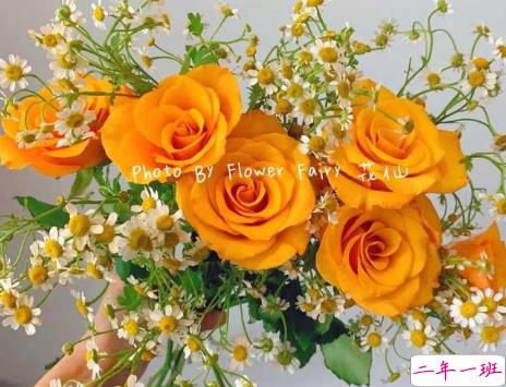 带有玫瑰文字的浪漫朋友圈文案 很文艺的关于玫瑰的文案2