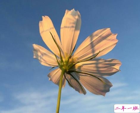 适合用来开导自己的心灵鸡汤 用来激励自己的正能量鸡汤2