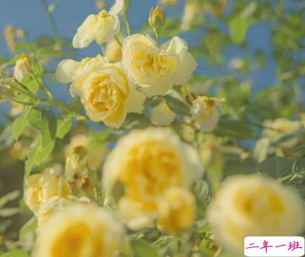 快乐越来越少了的说说 再也找不到以前的快乐文案1