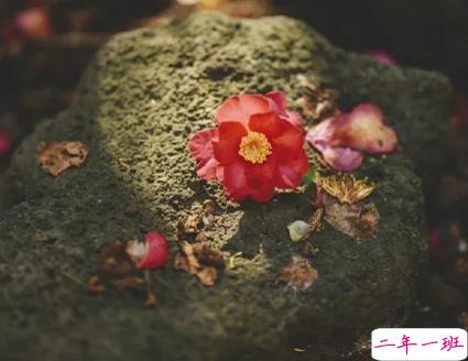 很美又很适合发朋友圈的短句带图片 隐藏野心悄悄发光1