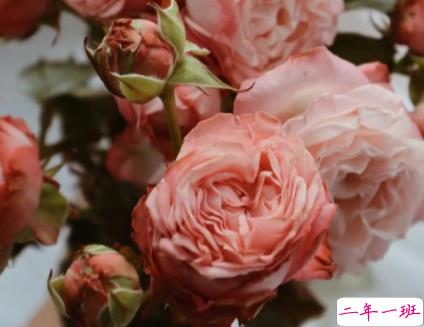 很美又很适合发朋友圈的短句带图片 隐藏野心悄悄发光3