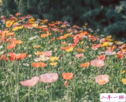 2022三八妇女节给妈妈的祝福语 写给妈妈的节日好听文案1