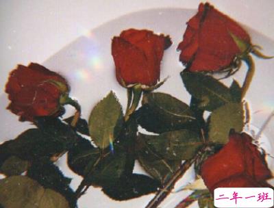 谐音梗土味情话大全带图片 油腻搞笑的土味情话2