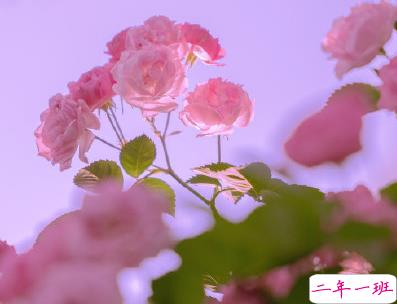 官宣恋爱的说说配图 官宣句子简短创意7