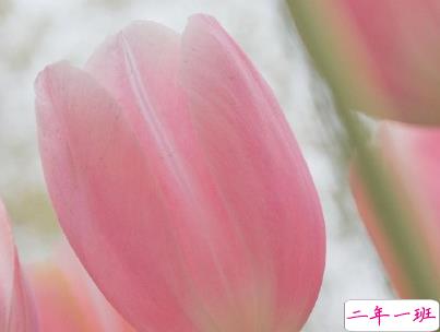 非常浪漫的表白句子带图片 最美的情话说给最爱的人听6