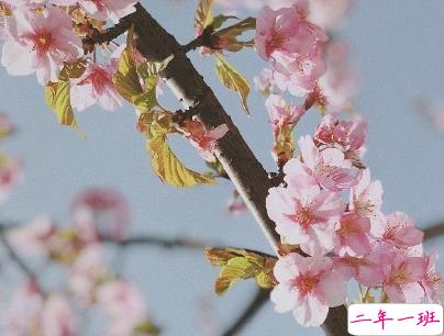 撩人浪漫的情话说说带图片 你这么甜我真想舔舔4