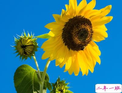 简单的幸福说说带图片 女生甜如蜜的幸福说说4