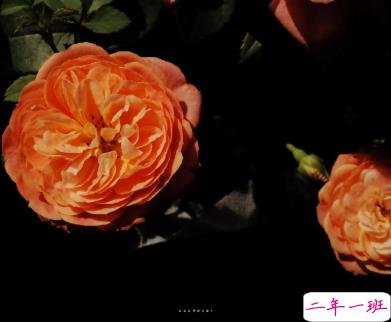 2021适合跨年夜官宣恋爱的句子 以后的生活里都有你这个小可爱14