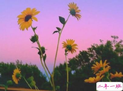 夏天心情说说个性句子 文艺风夏日文案带图片10