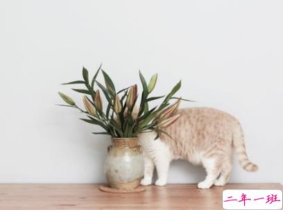 听起来很纯粹的爱情说说 干净惬意的爱情说说配图 13