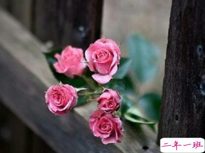 今年流行的经典爱情语录带图片 唯美动听的爱情感悟3