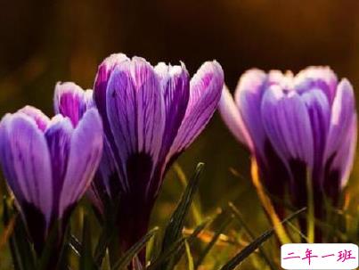 抖音上的宝藏句子带图片 温柔很仙的宝藏句子9