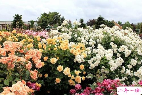 爱情破碎的悲伤说说带图片 让人痛苦的爱情说说配图4