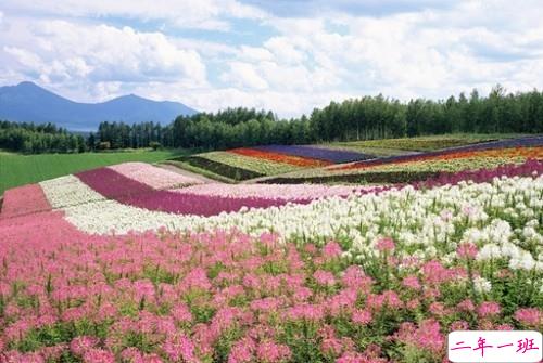 2019女生节微信说说大全带图片 三七女生节朋友圈祝福语说说14