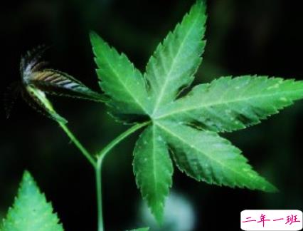 女生现实霸气个性说说配图大全 最新最酷女生个性说说带图片6