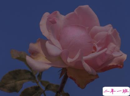 朋友圈点赞率最高的图片说说 爱是天时地利的迷信8