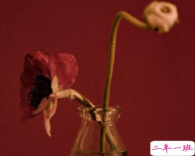 每日书摘精选的个性文案 幸福是生生不息13