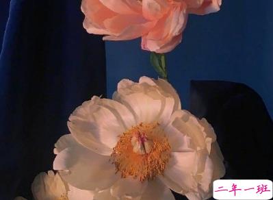 2020经典个性哲理简短走心文案 ​后来你的笑容也变得模糊了6