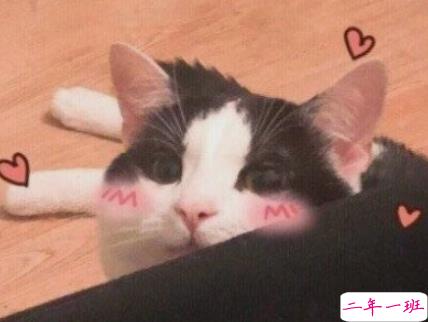 抖音最火幽默说说带图片 适合发朋友圈超萌的皮句12