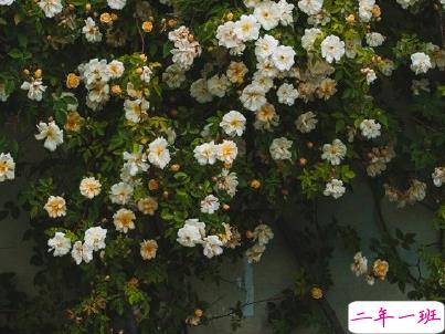 抖音早安经典句子带图片 早安心语致所有人11