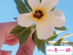 文艺经典句子带图片 再难也要坚持再苦也要微笑