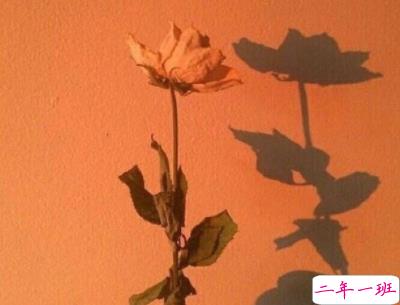 唯美经典语录带图片 写进心窝的经典说说配图12