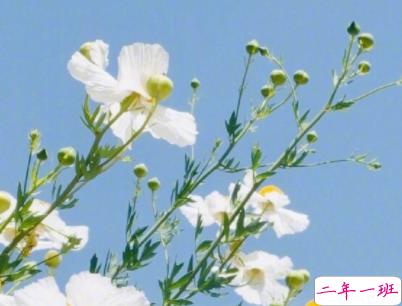 文艺经典语录带图片 适合女生的简单文艺风说说12