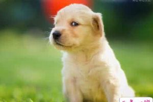 逗比的说说带图片，逗比说说配图