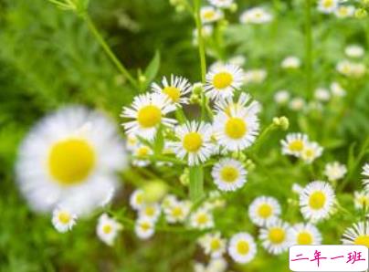 2019夏至说说短语带图片 夏至qq空间唯美说说大全6