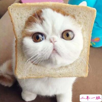 好笑的说说带图片，搞笑的说说笑死人带图2