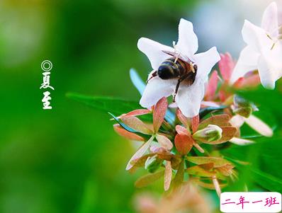 2019夏至说说短语带图片 夏至qq空间唯美说说大全14