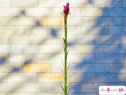 朋友圈早安激励语带图片 励志早安心语配图14