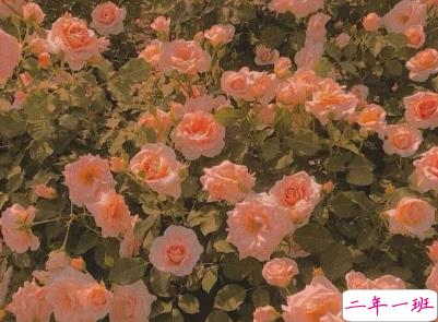 激励自己变强大的说说带图片 生活无论好坏每一天都是限量版2