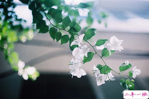 有诗意的简单但很有内涵的说说带图片 躲过了争吵决绝熬不过岁月漫长12