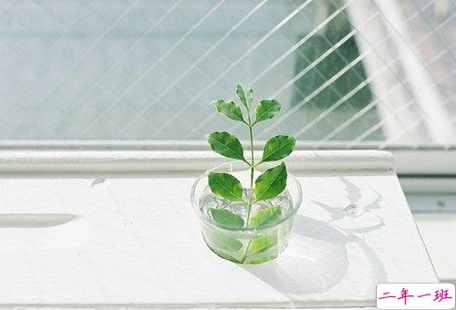 甜蜜浪漫情话只想说给你听的说说带图片 想化作一阵风轻柔的抚过你13