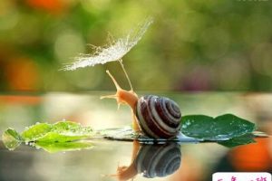 正能量的说说带图片:即使走得再艰难,蜗牛也没有放下沉重的壳