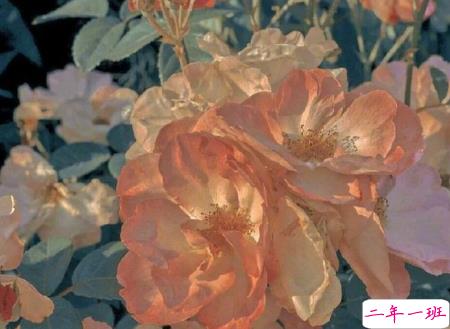 读起来会惊叹好温柔的说说带图片 2021超级温柔舒心的文案14