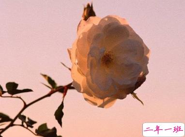 2020年只剩100天朋友圈语录 心情感言伤感说说5