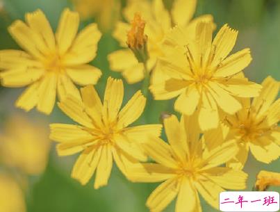 暖心美好微信句子带图片 特别美好的小句子12