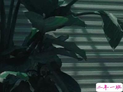 爱而不得悲伤文案 遗憾错过的感情句子配图7