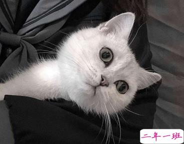 微信朋友圈晒宠物说说带图片 宠物说说可爱配图1