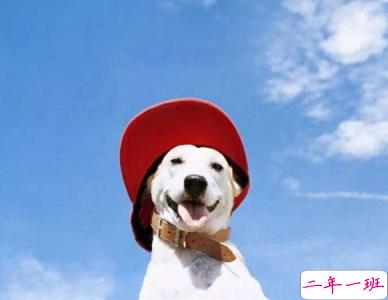 微信朋友圈晒宠物说说带图片 宠物说说可爱配图2