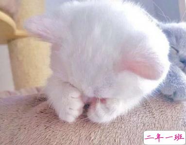 微信朋友圈晒宠物说说带图片 宠物说说可爱配图5